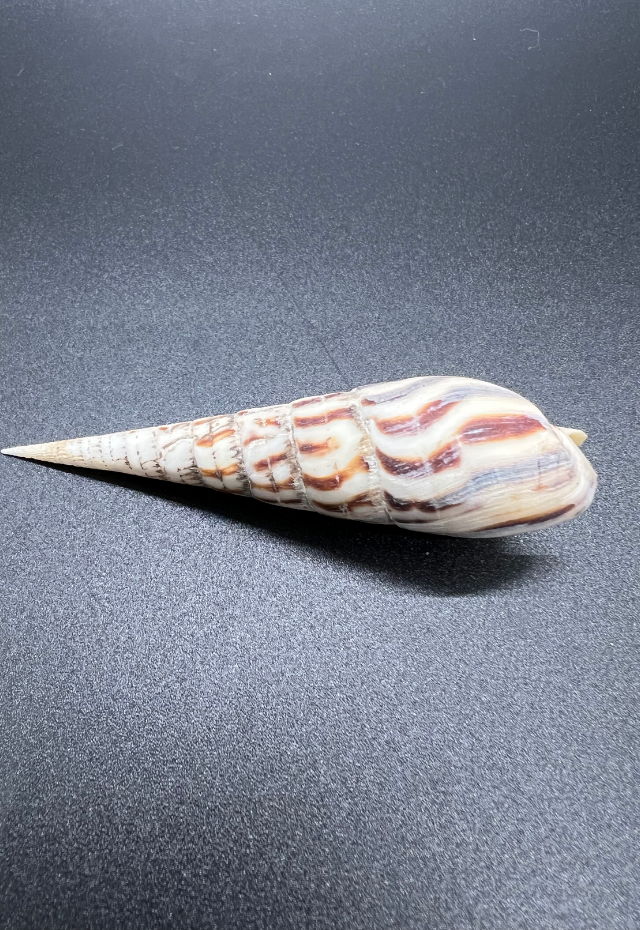 Terebra Strigata, Panama