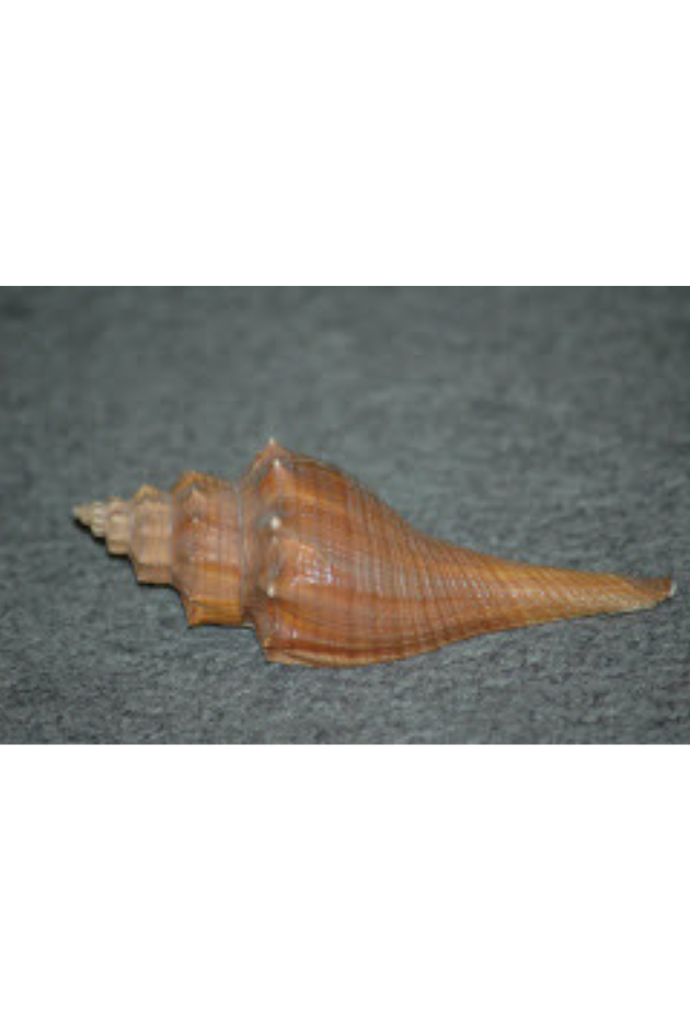 Melongena Ternatana, Philippines