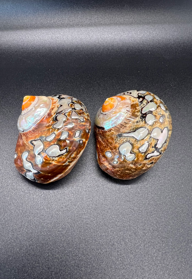 Pearlized Turbo Sarmaticus, South Africa