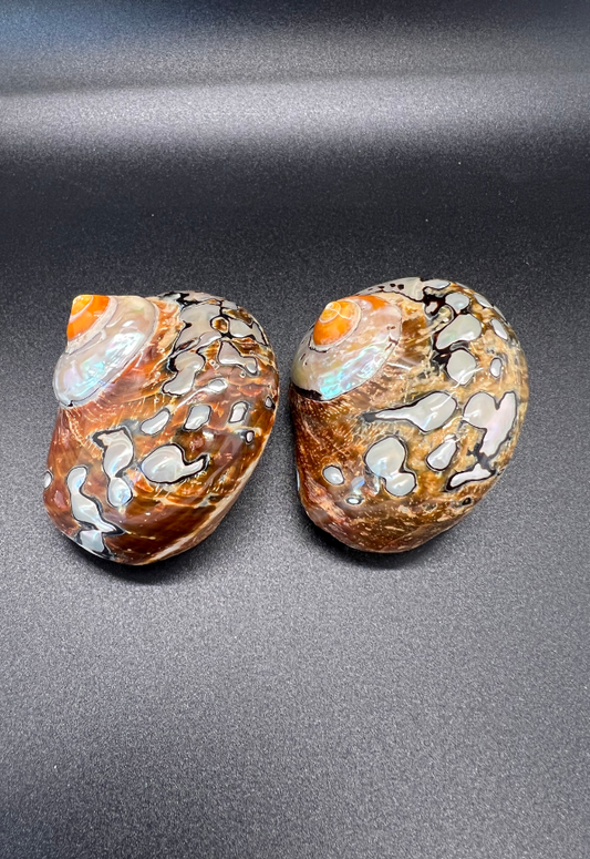 Pearlized Turbo Sarmaticus, South Africa