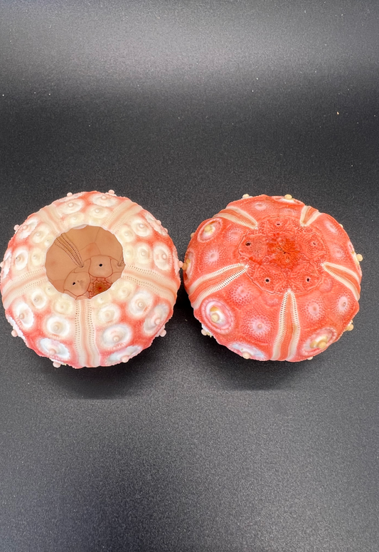 Red Orange Urchin, Philippines (Stereocidaris Granunalis)