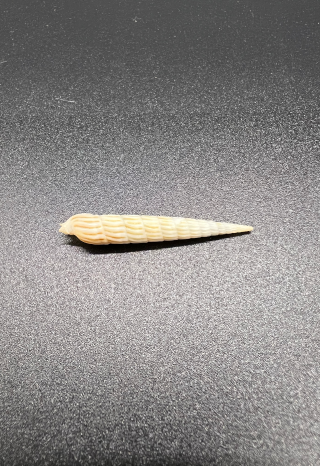 Terebra Anomala, Philippines