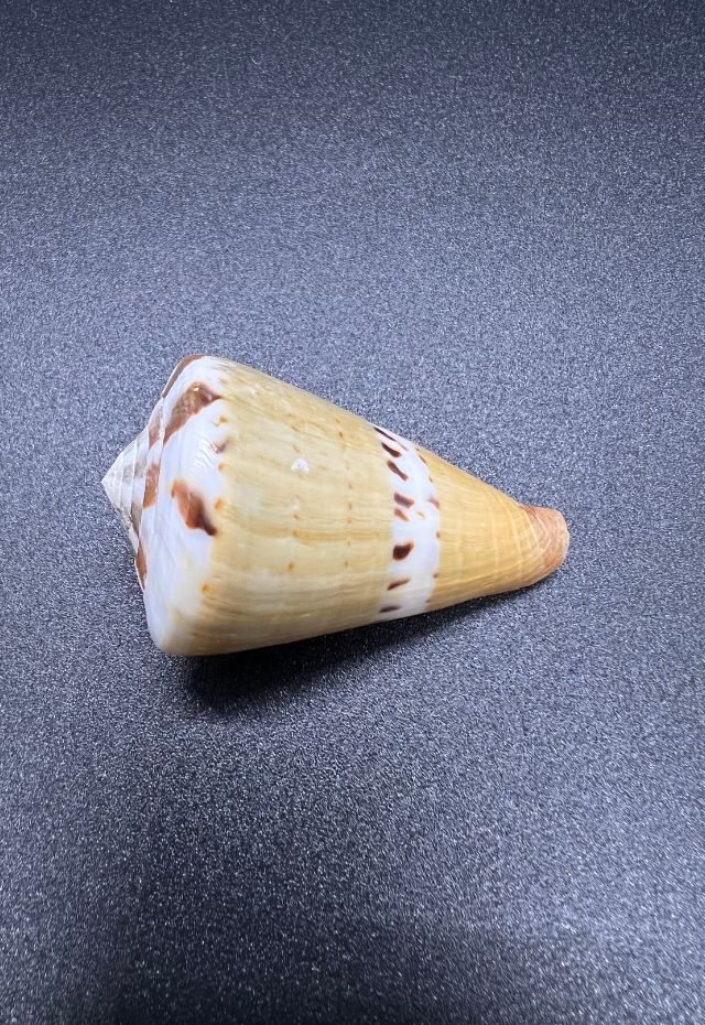 Conus Capitaneous, Philippines