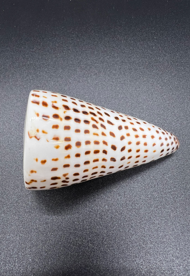 Polished Conus Litteratus, Philippines
