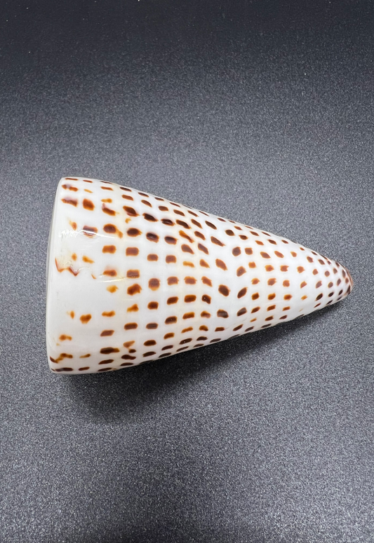 Polished Conus Litteratus, Philippines