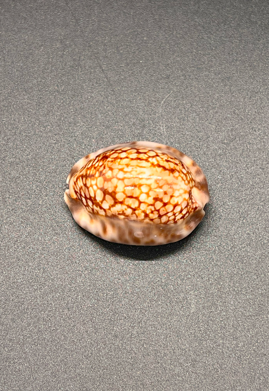 Cypraea Maculifera, Philippines