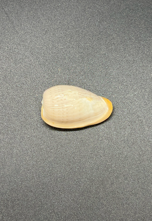 Marginella Species, Singapore