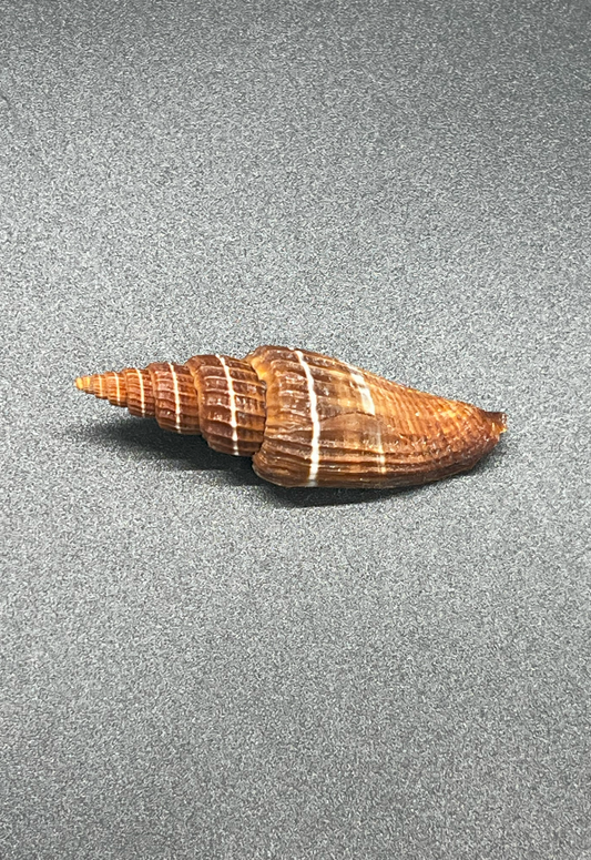 Mitra Subdivisum, Philippines