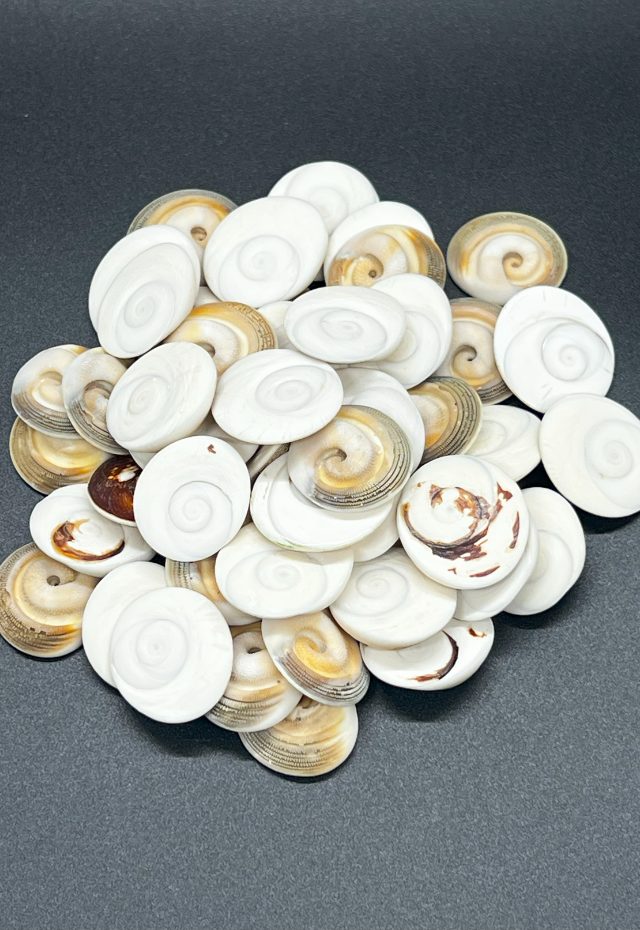 Operculum Turbo Fluctuosa (50pcs), Philippines