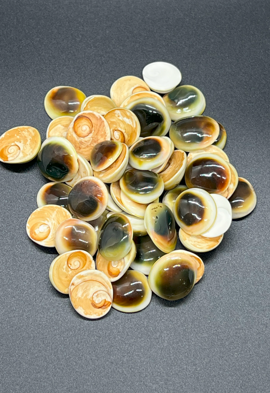 Operculum Cats Eye Turbo Petholatus (50pcs), Philippines