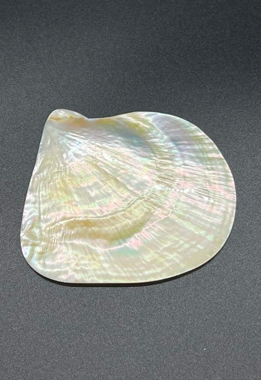 Pearlized Goldlip, Philippines