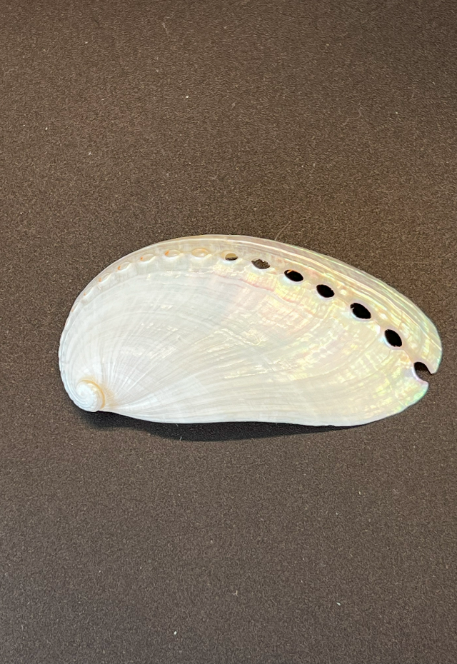 Pearlized Haliotis Asinina, Philippines