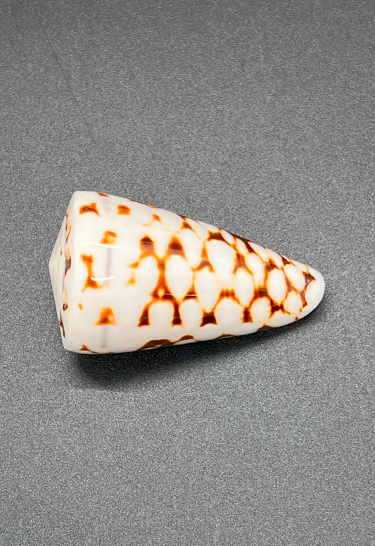 Polished Conus Marmoreus, Philippines