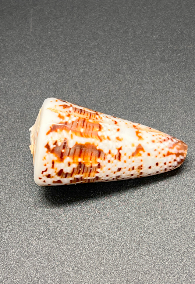 Polished Conus Imperialis, Philippines