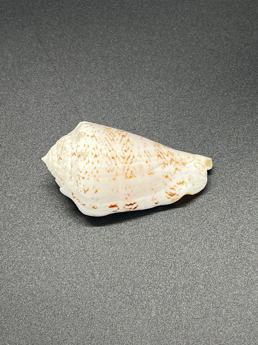 Strombus Decorus, Mauritius
