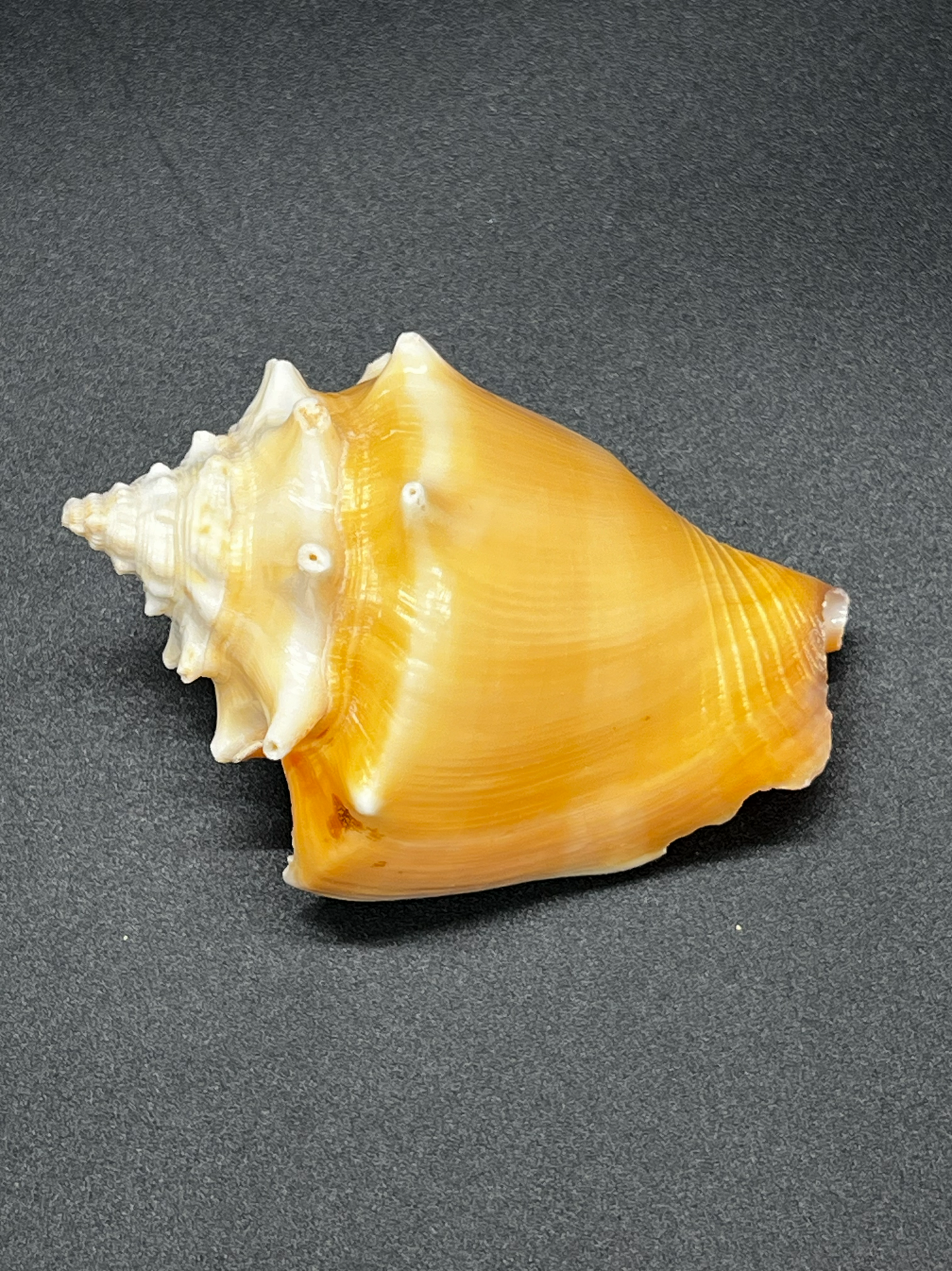 Strombus Pugilis, Haiti