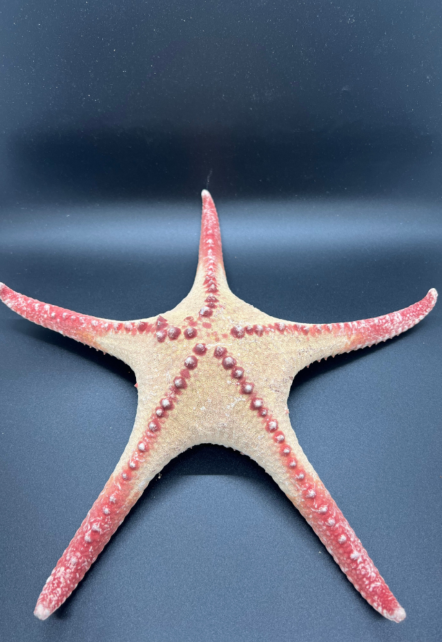 Starfish with Red Tip, Philippines (Pentacaster Alveolatus)