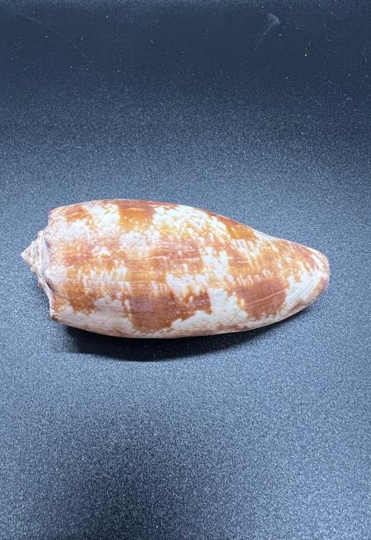 Conus Geographus, Philippines