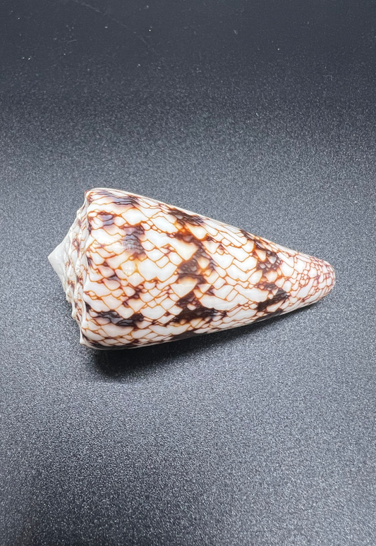 Conus Nicobariscus, Philippines