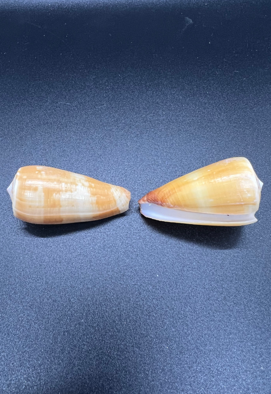 Conus Magus, Philippines