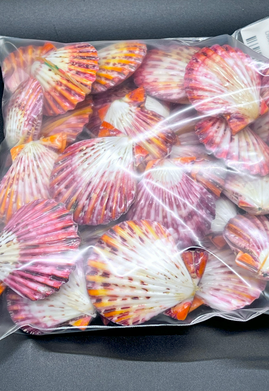 Polished Pecten palium, Philippines, (30pcs) PK