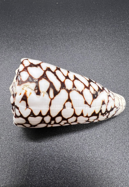 Conus Marmoreus, Philippines