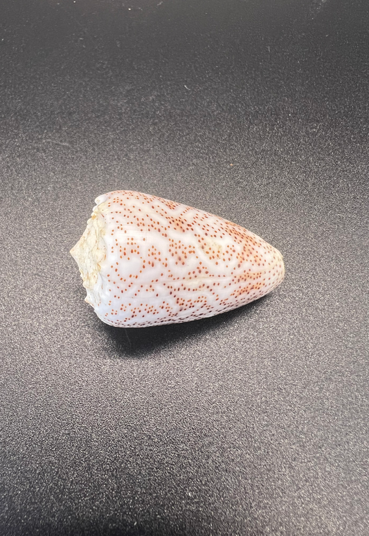 Conus Arenatus, Mauritius