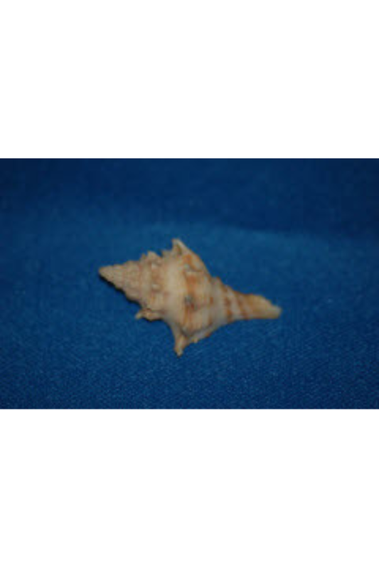 Trophon Sorenseni, San Carlos, Mexico