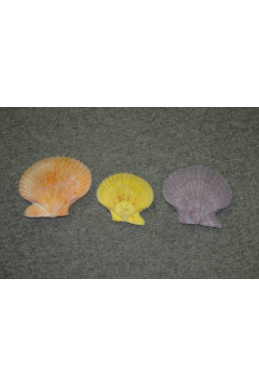 Pecten Nobilis With Barnacles, Japan