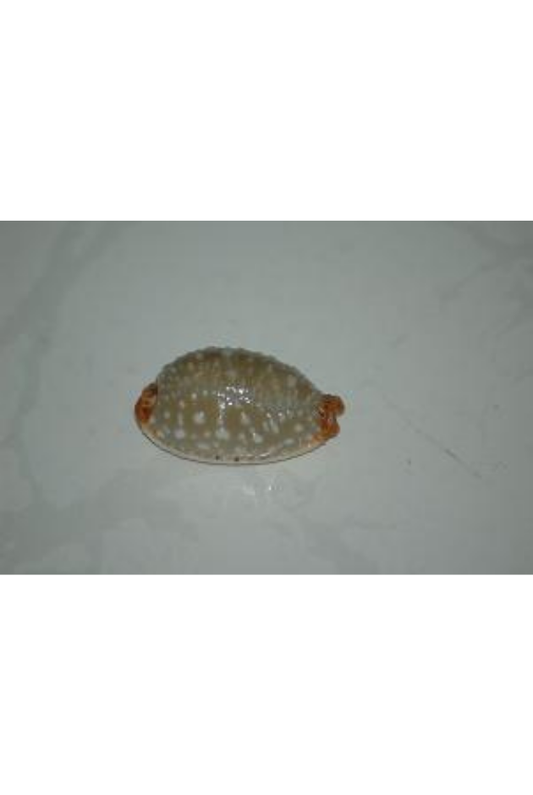 Cypraea Limacina, Philippines