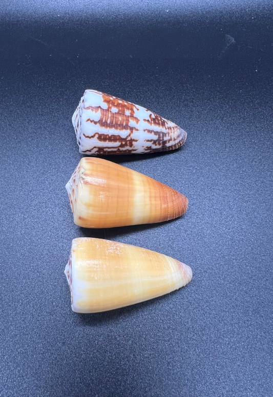 Conus Vitulinus, Philippines