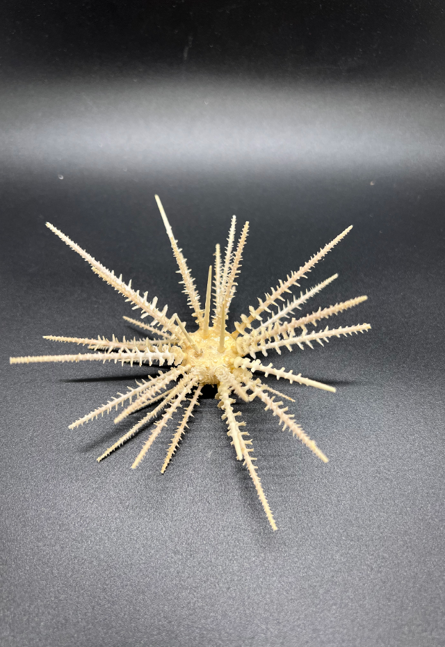 Drill Urchin (Goniocidaris Plogira) from Philippines