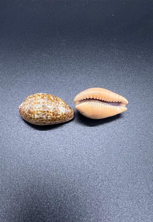 Cypraea Annettae, Gulf Of California, Mexico