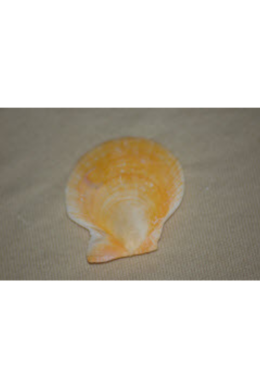 Pecten Larvatus, Philippines