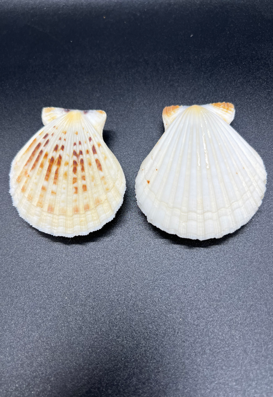 Pecten Radula, Philippines