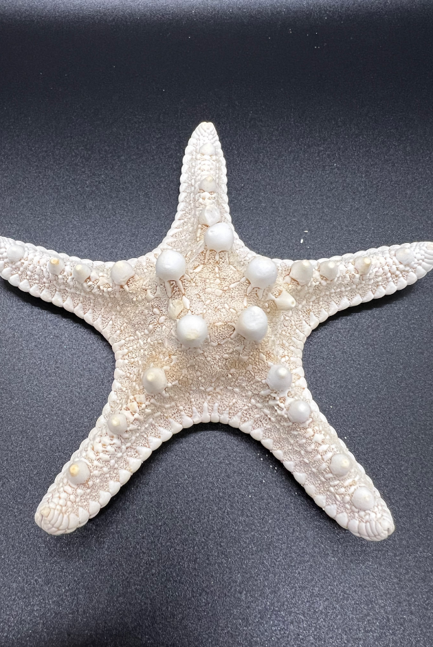 Starfish, Neoferdina Offreti,  Philippines