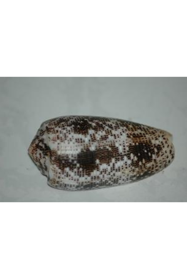 Conus Stercusmuscarum, Philippines