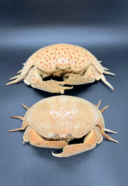 Bao-Bao Crab, Philippines (Calapa-Calapa)