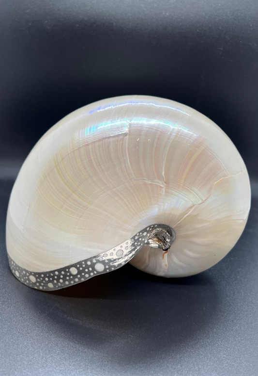 Pearlized Nautilus Pompilius with Brass, Philippines