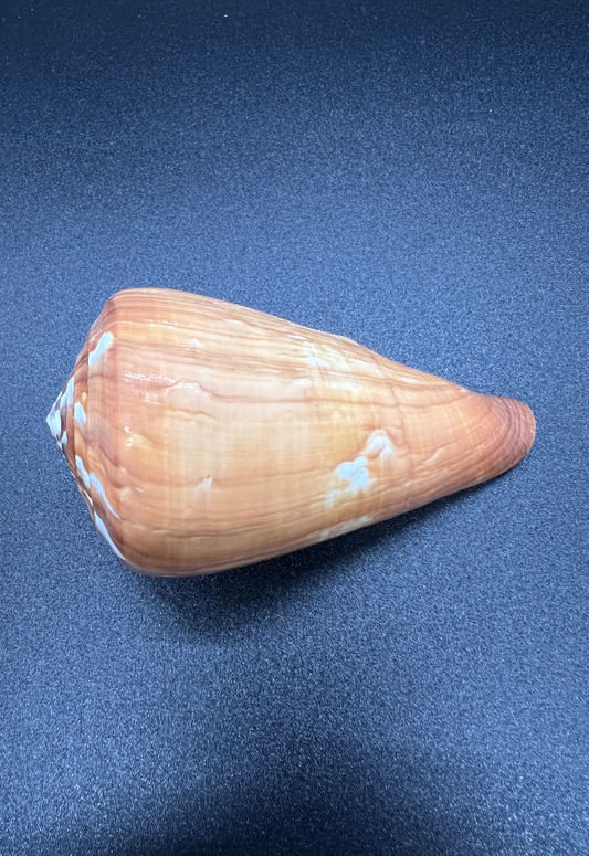 Conus Vexellum, Philippines