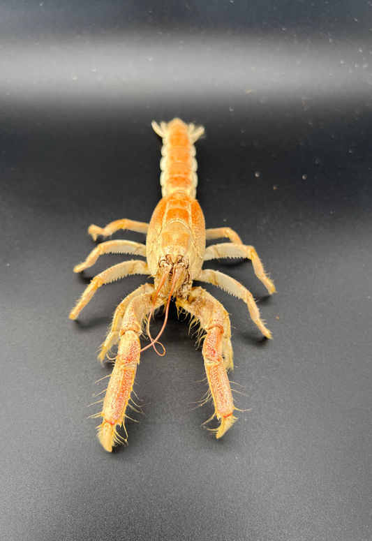 Manla Crab, Philippines (Thalassena Kelanang)