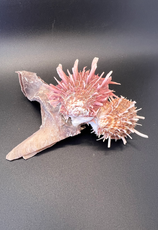 Malleus Malleus with Spondylus Species Attached, Philippines