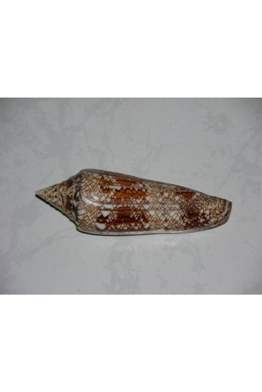 Conus Bengalensis, India