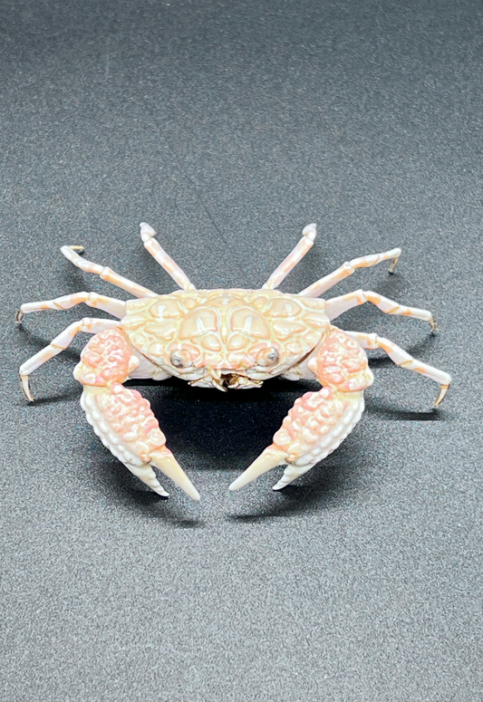 Demania Rotundata, Philippines