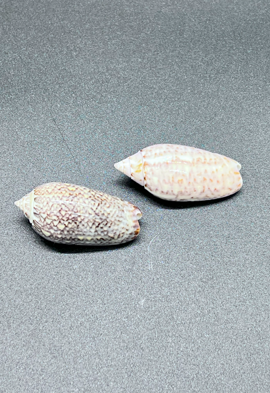 Oliva Spicata, Gulf Of California, Mexico