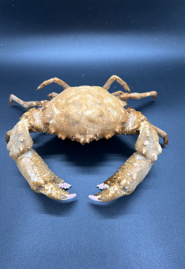 Amo-Amo Crab, Philippines (Calapa Torulusa)