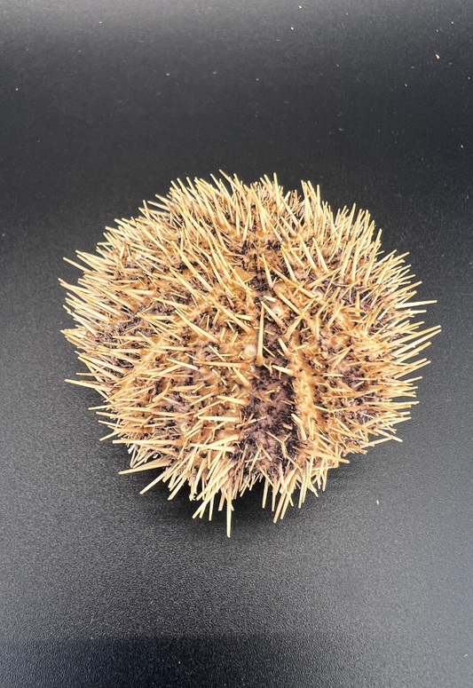 Swaki Urchin, Philippines (Tripneustis Greitilla)