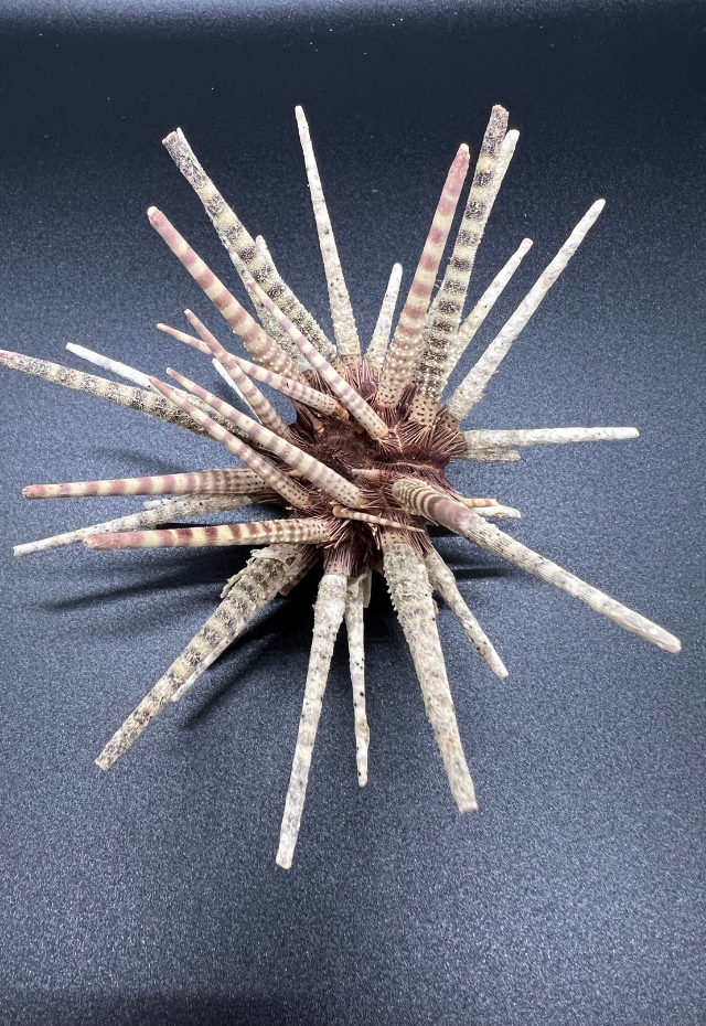 Sea Urchin, Prionocidaris Baculosa, Philippines