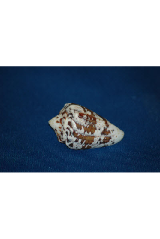 Conus Regius, Panama