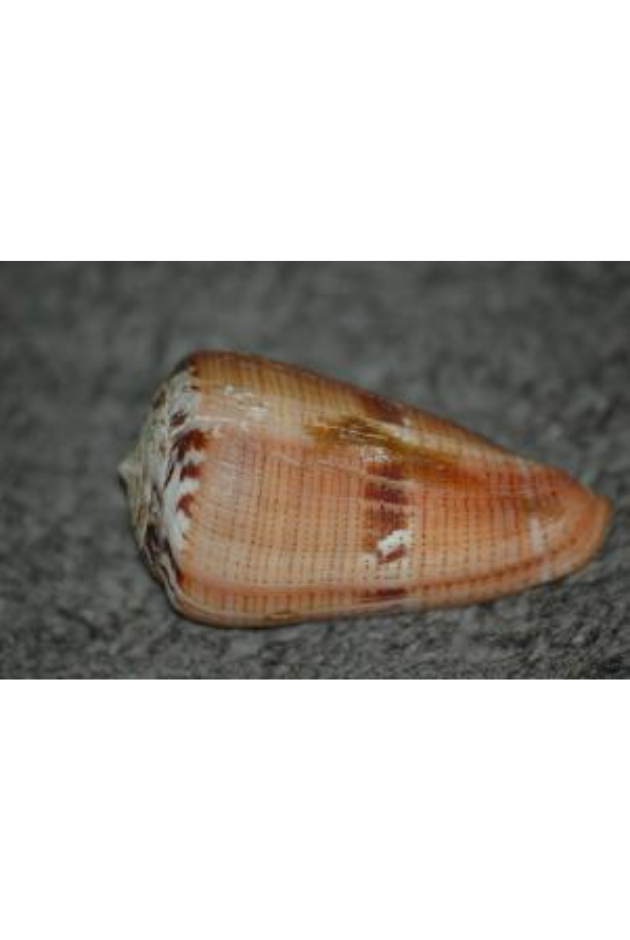 Conus Vittatus, Gulf Of California, Mexico